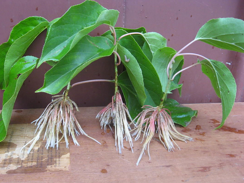 Оригинальный метод размножения актинидии