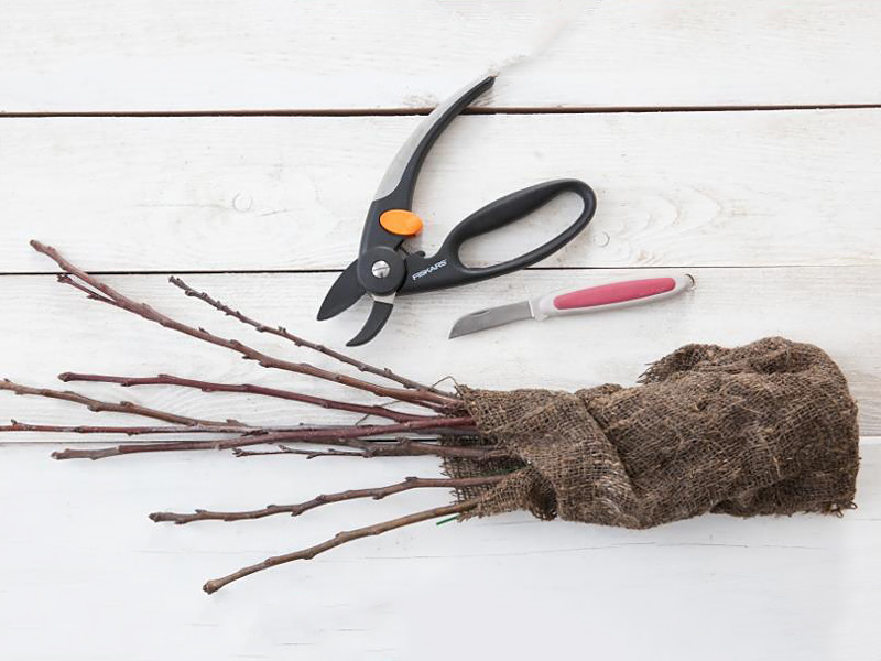 Зимняя прививка, или «прививка на столе»