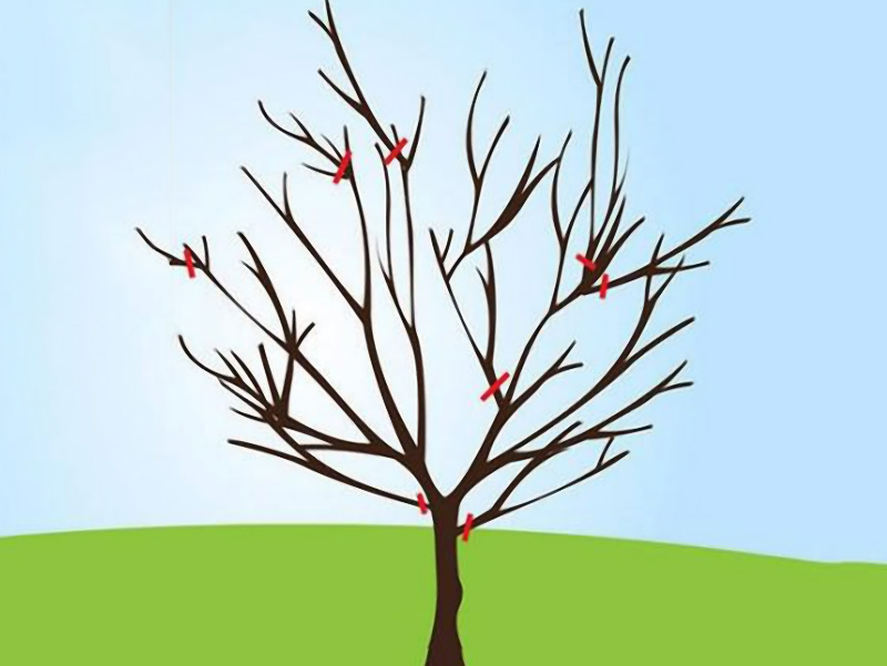 Особенности формирования и обрезки вишни и черешни