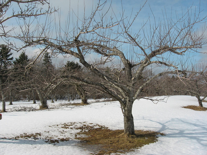 Обрезка сада для «чайников»