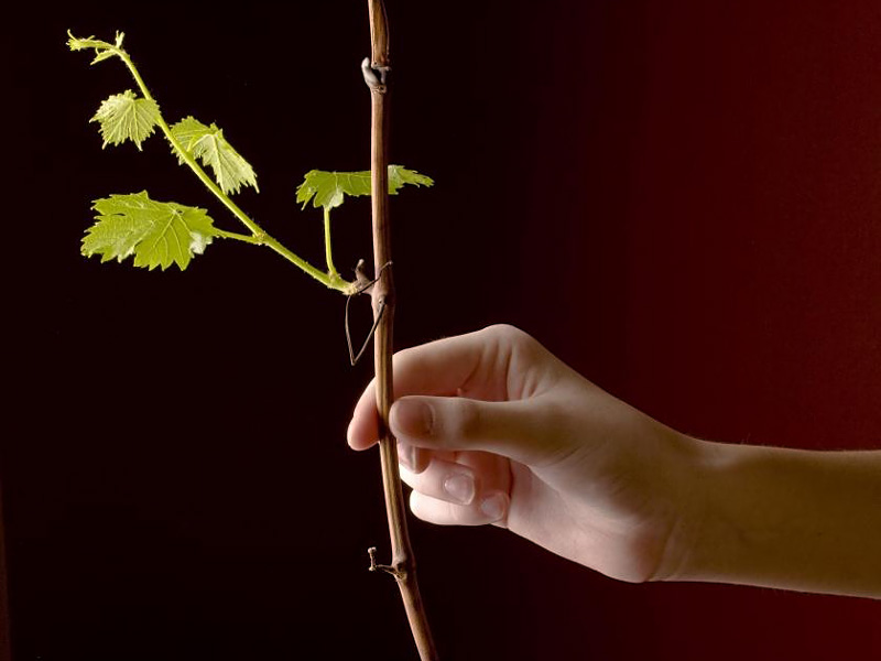 Делайте ставку на виноград!