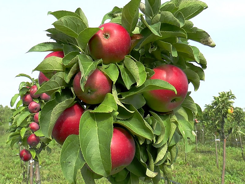 Форма имеет значение