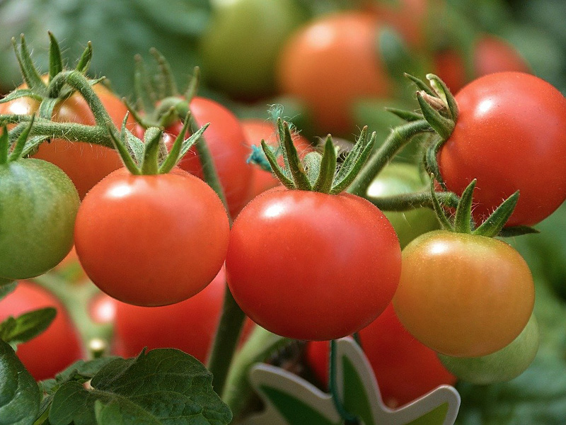 Томат для ленивых 