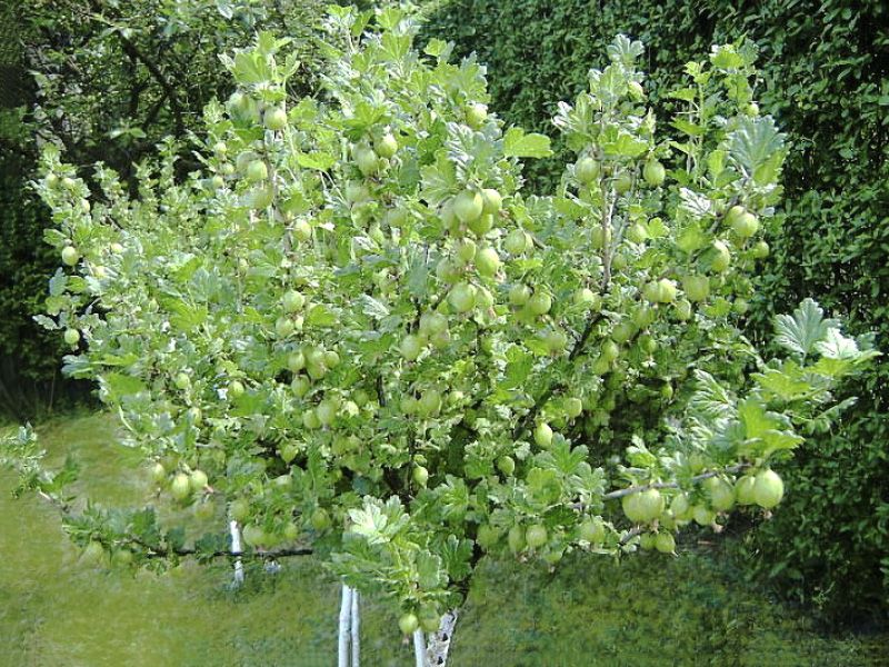 Штамбовые растения - украшение сада