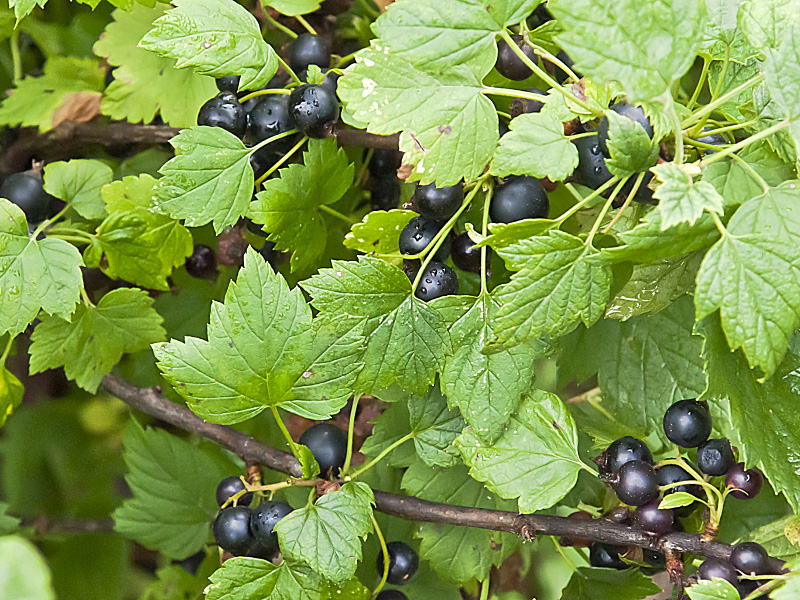 Пора браться за секатор  