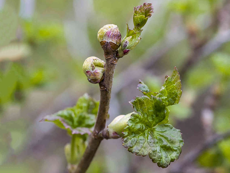 Почковой клещ - что это за зверь?