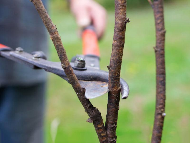 Как обрезать абрикос и орех грецкий?