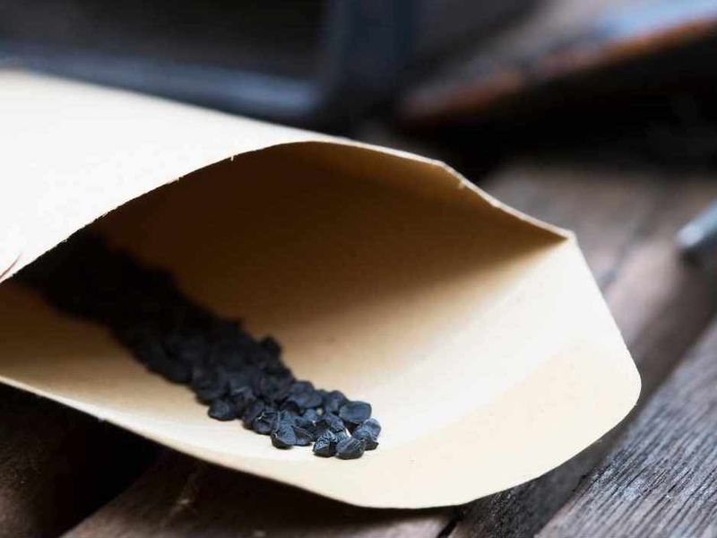 Лук из семян – легко и просто