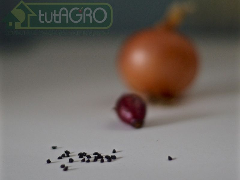 Лук из семян – легко и просто