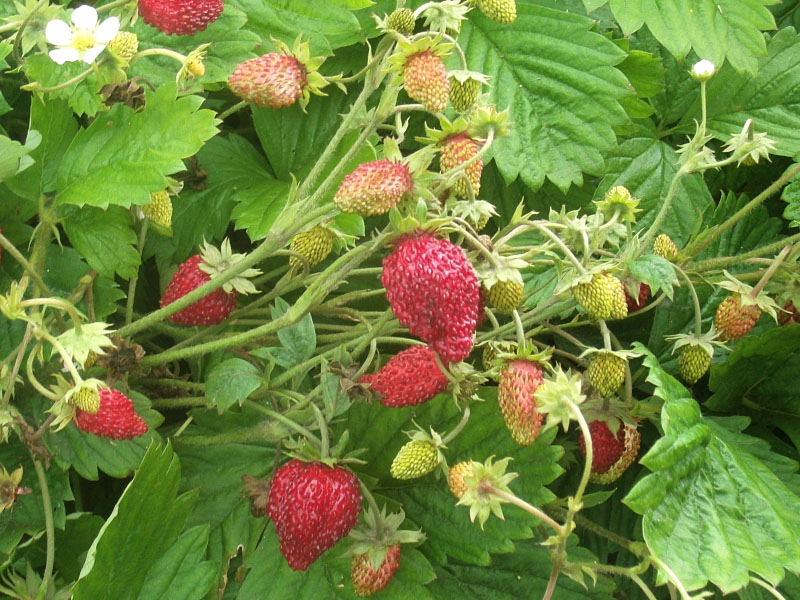 Земляника с весны до осени