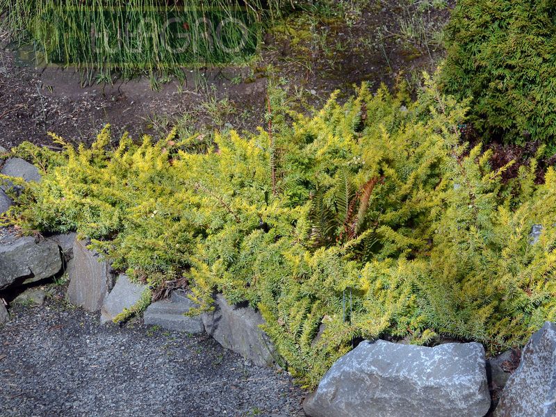 Можжевеловый лес своими руками