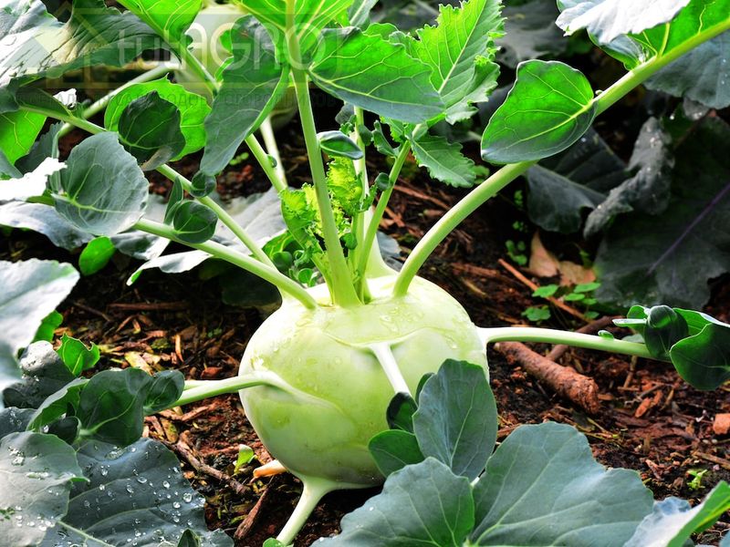 Кольраби: репа или капуста?