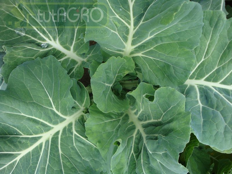 Капуста кале - только успевай снимать урожай