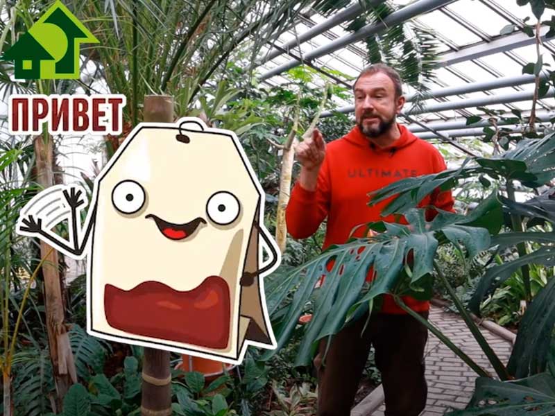 Чай - кладезь пользы для человека и... растений! Активные вещества чая способны на многое: они стимулируют рост растений, привлекают пчел на цветы, борются с болезнями и увеличивают урожай. Экстракт чая по рецепту можно использовать для замачивания семян, полива рассады и обработки взрослых растений. Это отличный способ для тех, кто хочет отказаться от синтетических пестицидов. Все подробности - в видео Ваш пакетик с чаем МОЖЕТ ГОРАЗДО БОЛЬШЕ!