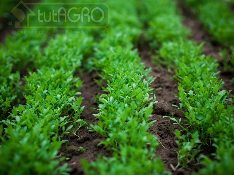 Водяной кресс - культура перспективная