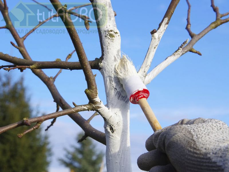 Скорая помощь для сада