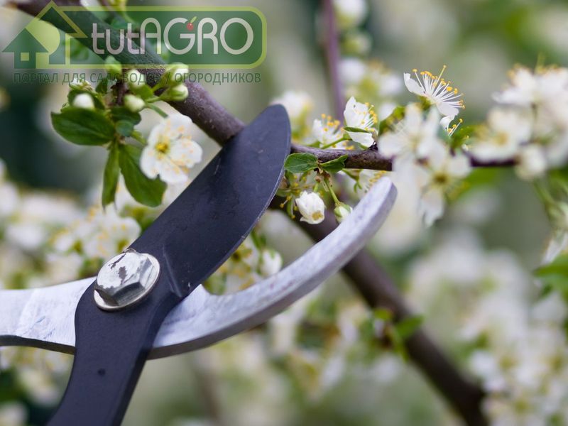 10 правил обрезки