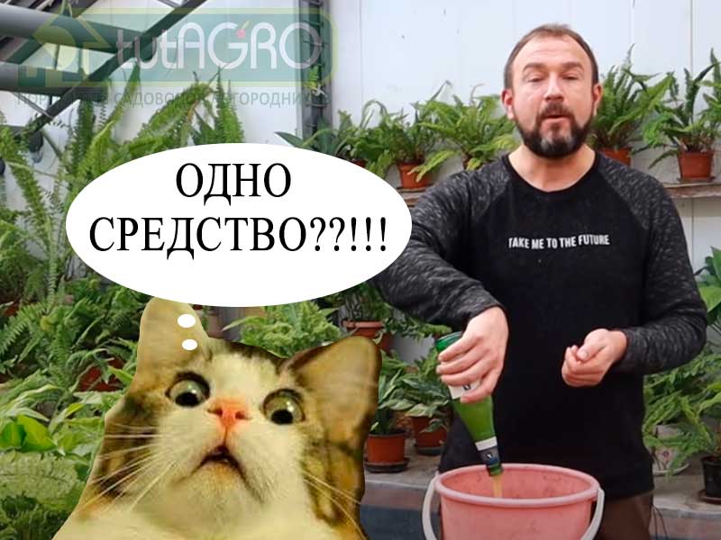 Толстая и крепкая рассада - мечта любого огородника. Многие из нас не жалеют ни сил, ни средств, чтобы укрепить рассаду, сделать ее коренастой, предотвратить вытягивание, улучшить ее подкормками и уходом.
Янтарная кислота, аминокислоты, органический азот, калийные проливы. фосфорные подкормки - все это требует немалых денег. И рассада может стать "золотой", если скупать все и сразу.
На самом же деле большинство активных компонентов самых современных подкормок мы можем найти в... обычном и самом дешевом пиве. Главное - не в темном.
Об использовании пива для выращивания растений смотрите в этом выпуске! Вместо дорогих удобрений и подкормок - одно дешевое средство