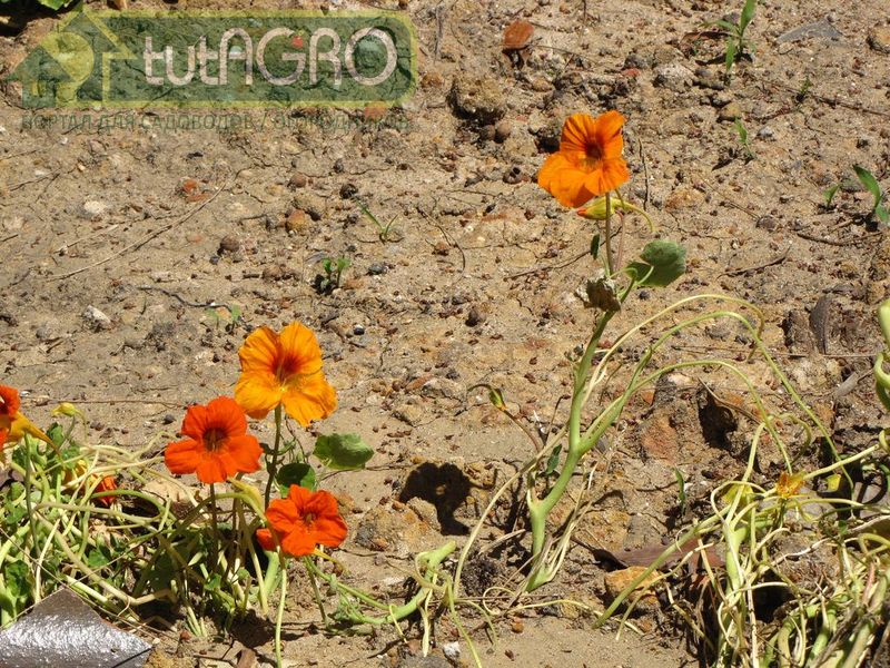 Песок или глина на участке? Принимайте меры!