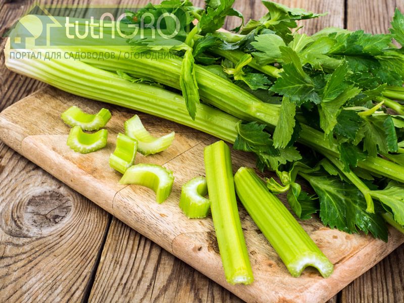 Сельдерей - сплошная польза