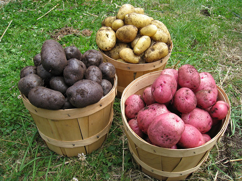 Семенной картофель: крупный или мелкий?