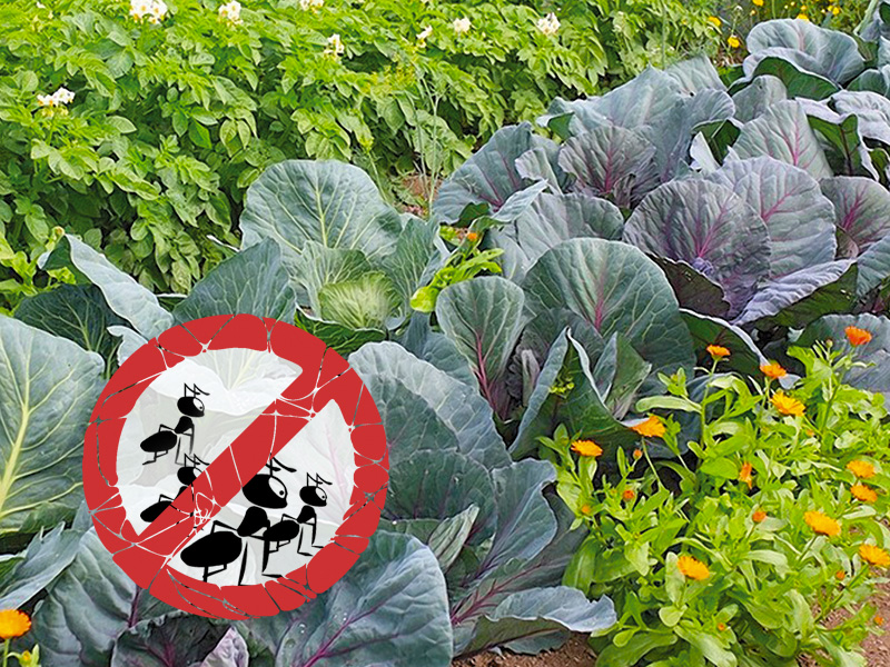 В саду, в огороде, в теплице - дачник не рад муравью