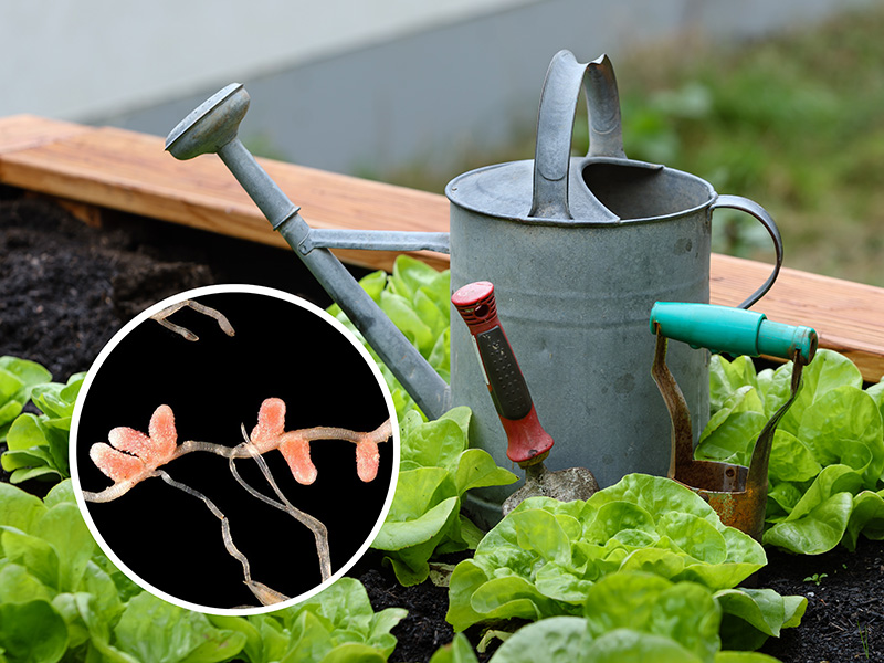 Азотобактер - невидимый помощник огородника