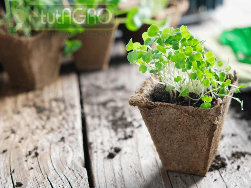 Плесень на рассаде 