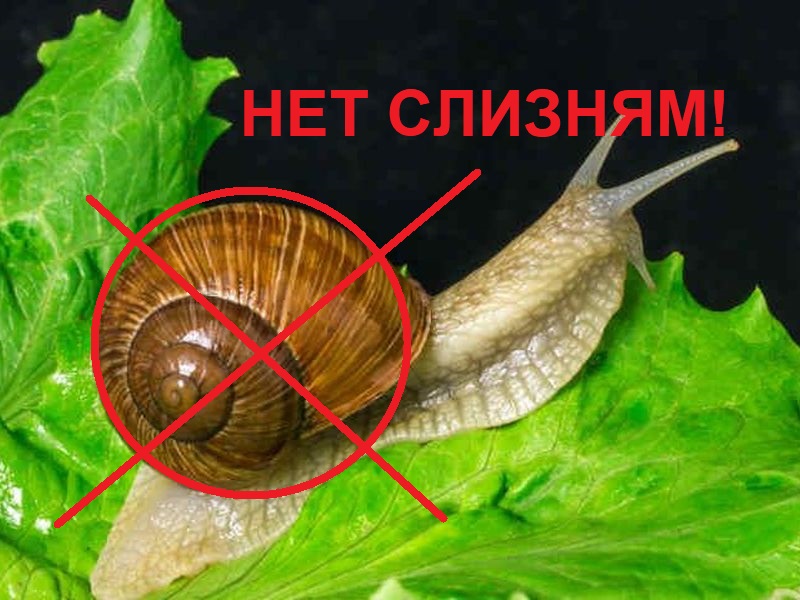 Хотите большой урожай томатов, огурцов, перцев, баклажанов, капусты? Хотите благоухающие розы и яркие георгины? Хотите много сладких яблок, груш, вишен и черешен? А хотите не платить за удобрения? Тогда этот выпуск для вас!
Согласно интересном исследованиям, проводимым в Финляндии да и по всему миру, человеческая моча замечательно подходит в качестве удобрения для множества растений, не исключение - помидоры и другие овощи.
Исследования показывают, что растения, удобренные накопленной человеческой мочой и древесной золой (только не смешивайте их!), дают в 4,2 раза больше плодов, чем растения без таких удобрений. Томаты, удобренные мочой, содержали больше бета-каротина, чем неудобренные, и гораздо больше белка, чем растения, удобряемые традиционным способом.
По словам 20 смелых дегустаторов, помидоры были такими же хорошими, как и те, что выращивались с использованием традиционных удобрений. Человеческая моча богата питательными веществами, в особенности азотом, содержит калий и фосфор, а также все ключевые микроэлементы для выращивания здоровых растений.
Ученые из Университета Куопио в Финляндии собирали человеческую мочу. Моча хранилась около шести месяцев при температуре около +5 градусов и проверялась на наличие вредных микробов. Команда ученых использовала мочу и древесную золу, собранную из домашней печи, и обнаружила, что эти удобрения так же хороши, а то и лучше, чем обычные химические удобрения. Эта же команда изучала использование мочи для выращивания столовой свёклы, капусты и многих других растений. И для всех случаев результат был превосходным!
В этом видео я расскажу вам как собирать мочу, как ее консервировать, разводить с водой и использовать для полива и опрыскивания.
Кстати, опрыскивания растений раствором мочи отлично прогоняют слизней!
Все подробности - в этом видео! Бесплатное удобрение, которое прогонит слизней и увеличит урожай в 4 раза! Всегда с собой!