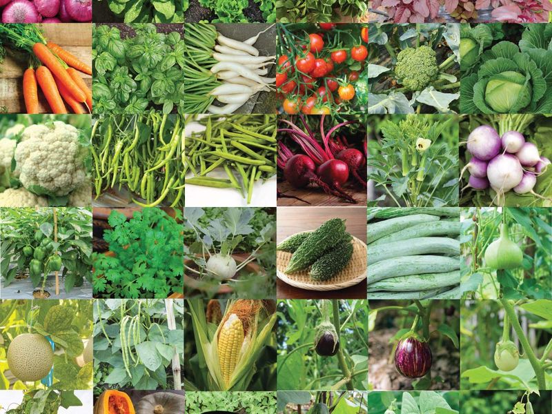 Сорт: линия или гибрид?