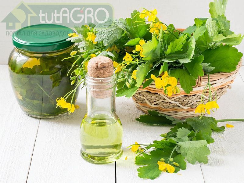 Чистотел: кому - враг, а кому - друг