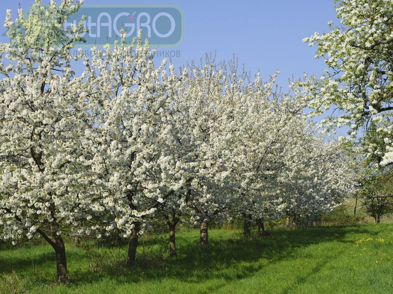 Болезни груши: ржавчина и сажа