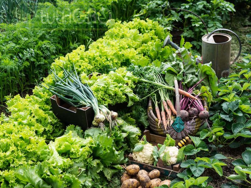 Откуда растения берут питание? 