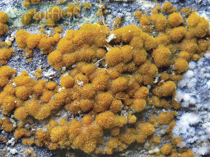 Трентеполия - защитник сада