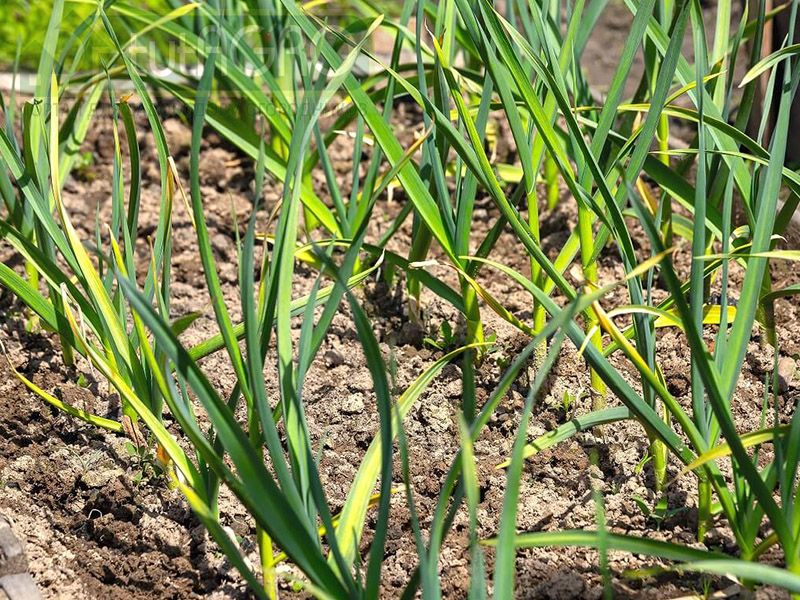 Почему желтеют листья у озимого чеснока?