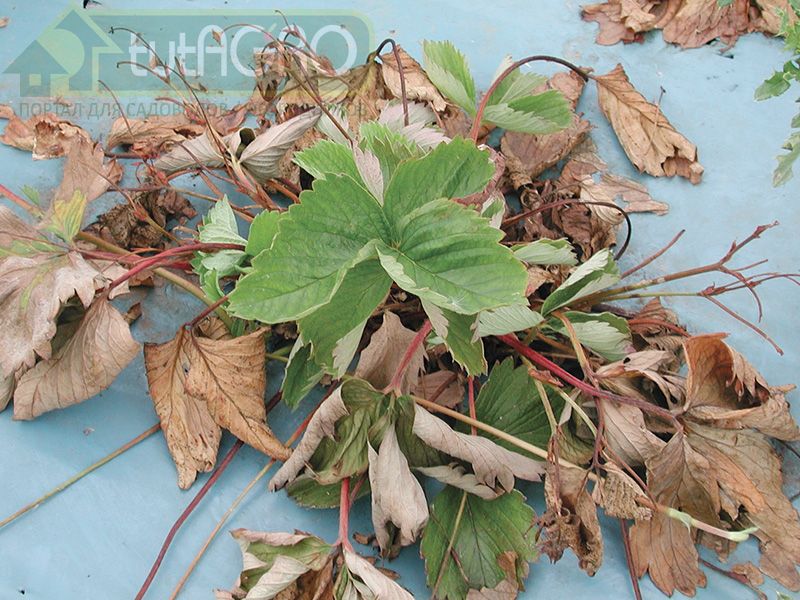 Защита для клубники