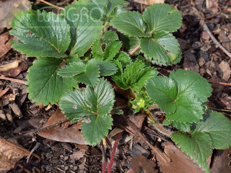 Клубника весной