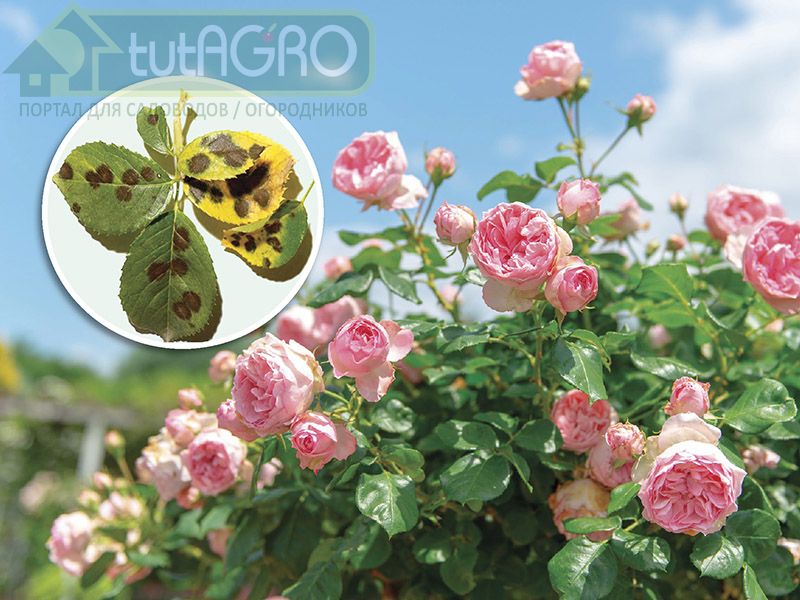 Марсония не пройдет!