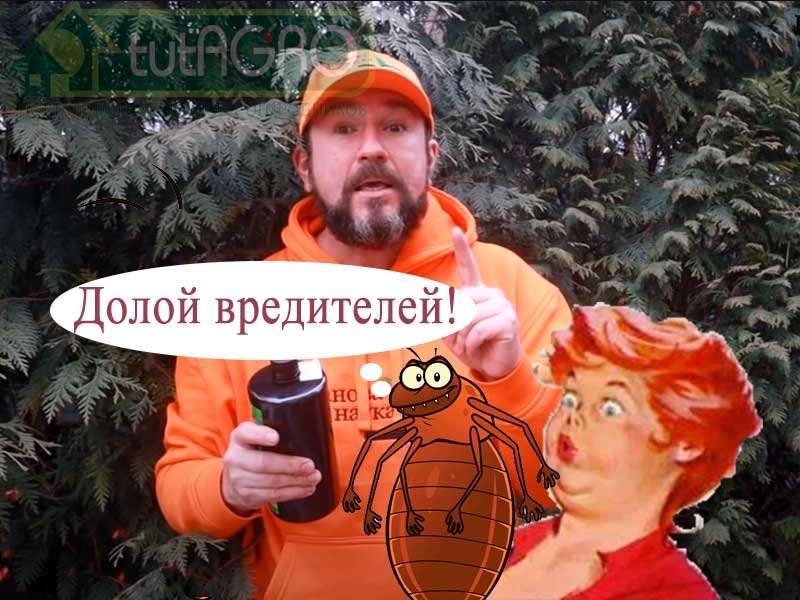Чем опрыскивать сад весной. Когда опрыскивать плодовые деревья от вредителей и болезней. Сколько раз опрыскивать деревья. Биологические методы защиты растений. Весеннее опрыскивание когда, чем и сколько раз важно не пропустить!
Весна природа потихоньку оживает, но вместе с ней оживают и естественно все возможные вредители – насекомые и всевозможные возбудители болезней. Подавить их нужно в самом зародыше, в самом начале весны. В этом видео я расскажу когда и чем надо опрыскивать деревья и кусты весной.
Также в видео поделюсь рецептом самодельного (своими руками) препарата 30+, расскажу о его особенностях применения, от каких проблем он избавляет и выгодно ли возиться с самодельным препаратом. Рецепт похож на мыльно-масляную эмульсию, но делается более концентрированным и на минеральном масле. Выполнять эту обработку надо в ранневесенний период, но когда постоянные ночные морозы уже прекращаются. Препарат широко используется для защиты садов, виноградников, цитрусовых и декоративных культур и обладает системным действием, как инсектицид и акарицид (уничтожение насекомых вредителей), как овицид (уничтожение яиц и личинок), как пестицид и пр.
Основное назначение – обработка в ранневесенний период многолетних насаждений для защиты от комплекса зимующих вредителей. Это, по мнению экспертов, лучший препарат для весенних обработок.
Используется как самостоятельно, так и в комплексе с другими инсектоакарицидными и фунгицидными препаратами, а также гербицидами. Препарат «30 Плюс» применяется не только в личных подсобных хозяйствах и на небольших фермах, его широко используют крупные сельхозпредприятия. По способу воздействия препарат относится к контактным пестицидам, в первую очередь направлен на уничтожение следующих вредителей: щитовок и ложнощитовок, клещей, тлей, медяницы, молей, червецов, белокрылки.
Смотрите видео! Первая обработка сада - от тлей, щитовок и клопов! Простой рецепт, доступный абсолютно всем!