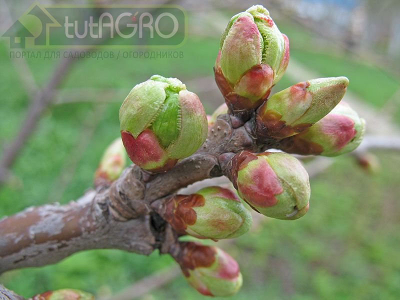 Спасаем молодые саженцы