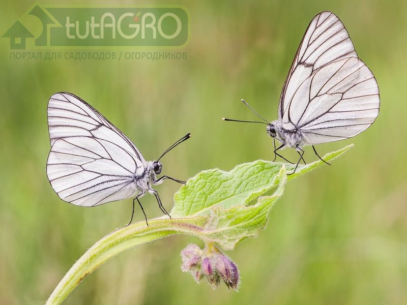 Опасные бабочки 