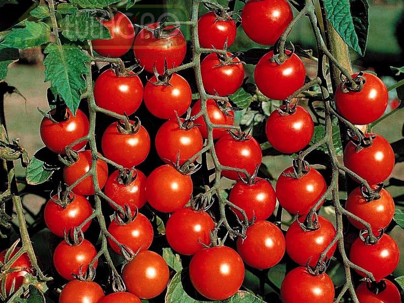 Томатов много не бывает