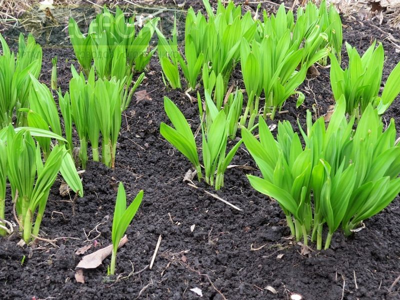 Черемша на грядке