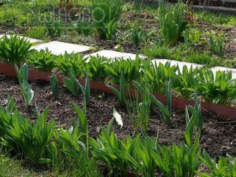 Черемша на грядке