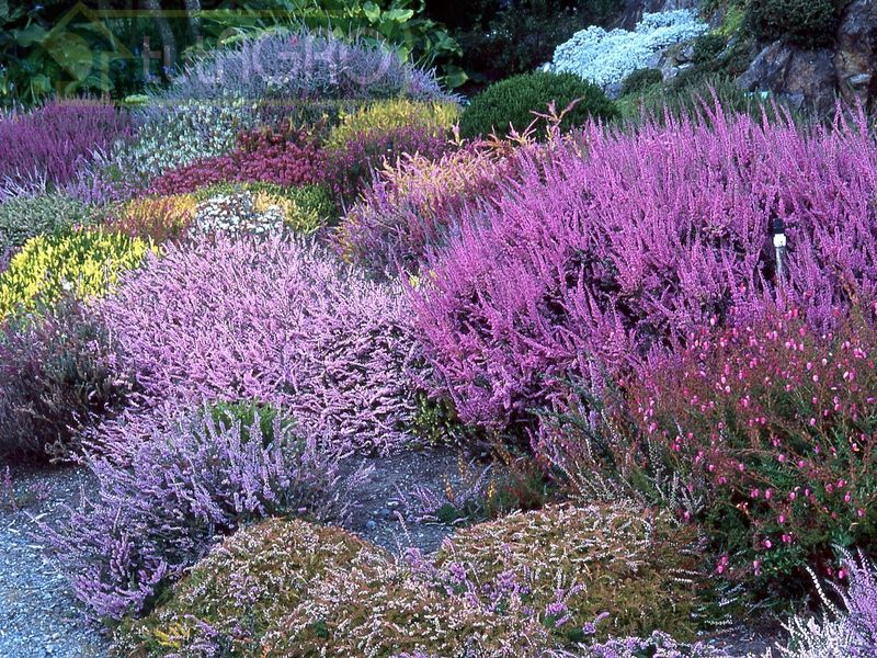 Полянка с вереском