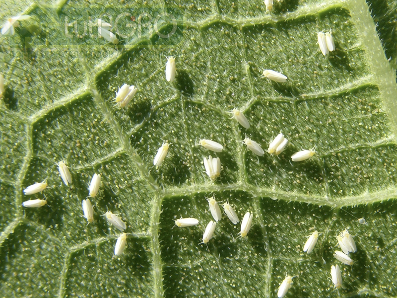 Белокрылка на рассаде. Что делать?