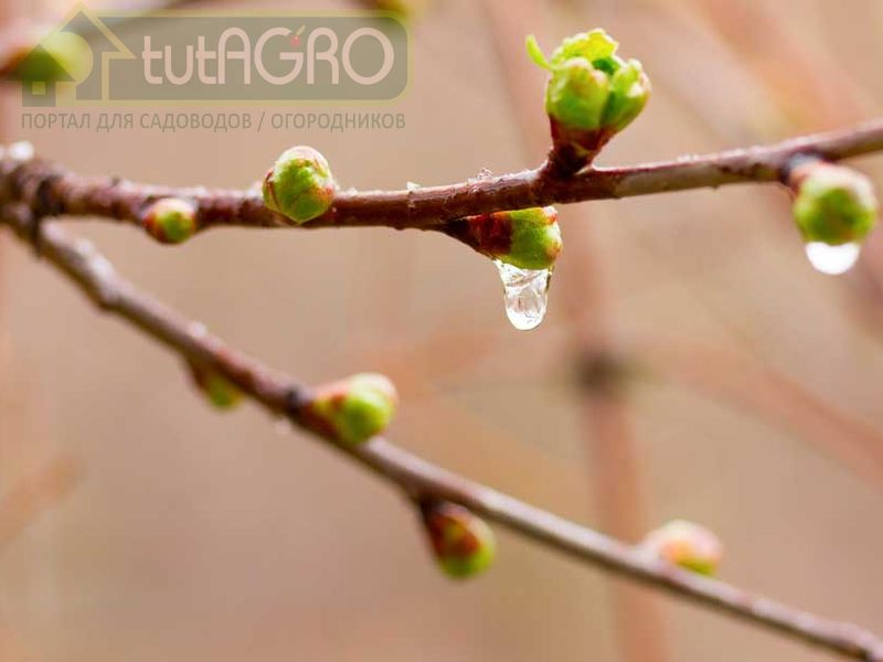 Весна идет!