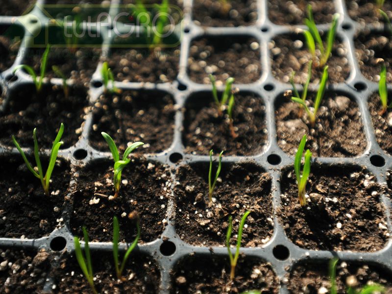 Семена + кипяток - урожай будет еще тот!