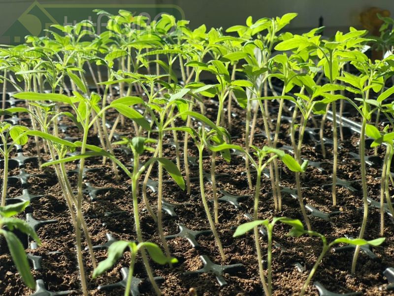 Как спастись от черной ножки? Бактерии против бактерий!