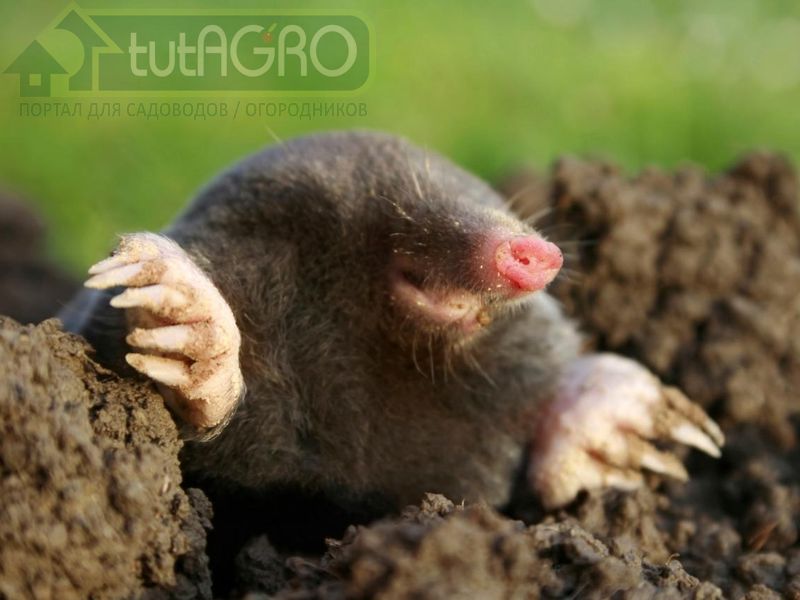 Есть ли польза от крота?